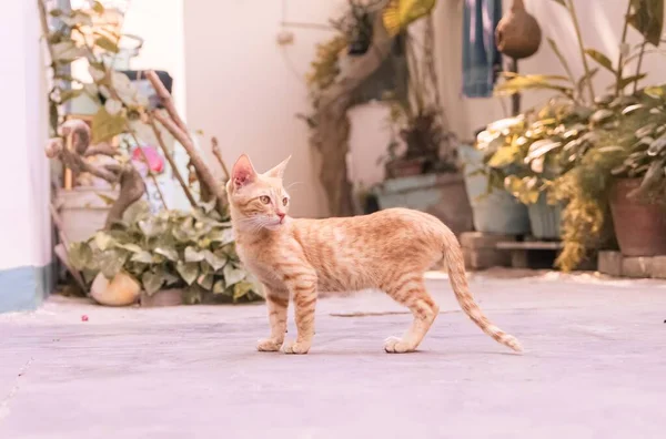 Μια Κοντινή Φωτογραφία Μιας Κοκκινομάλλας Γάτας Στο Σπίτι — Φωτογραφία Αρχείου