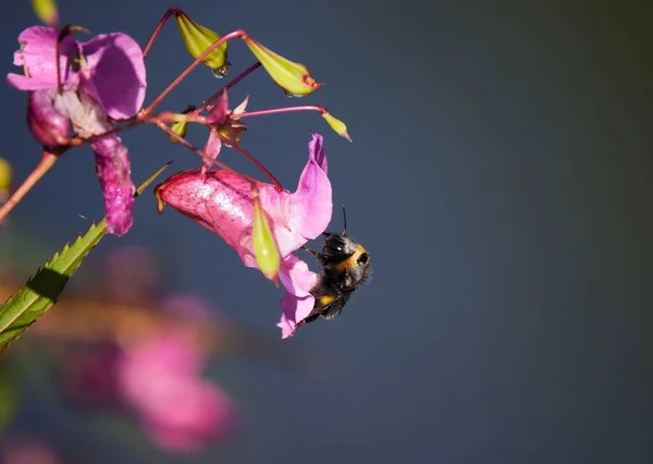 Eine Großaufnahme Von Bienen Rosa Blüten — Stockfoto