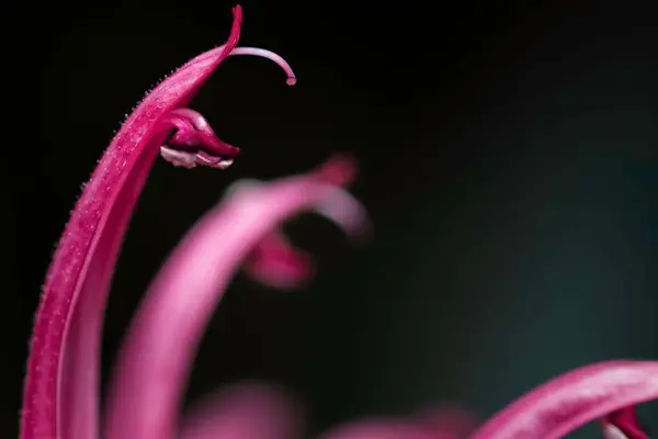 Ein Flacher Fokus Eines Hübschen Rosa Blütenblattes Auf Einem Verschwommenen — Stockfoto