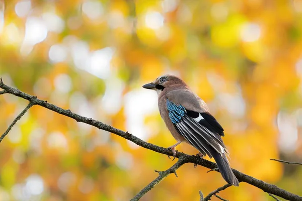 木の枝に垂れたユーラシア ジェイの鳥の選択的焦点ショット — ストック写真