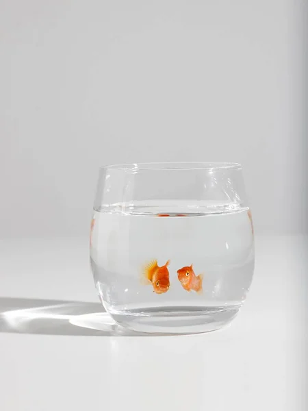 Vertical Shot Goldfish Small Glass White Background — Stock Photo, Image