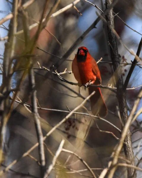 Cute Red Cardinal Perched Tree Branch Sunny Day — Stock Photo, Image