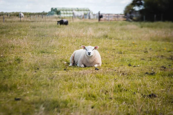 Ένα Πρόβατο Texel Αναπαύεται Ένα Πράσινο Πεδίο — Φωτογραφία Αρχείου