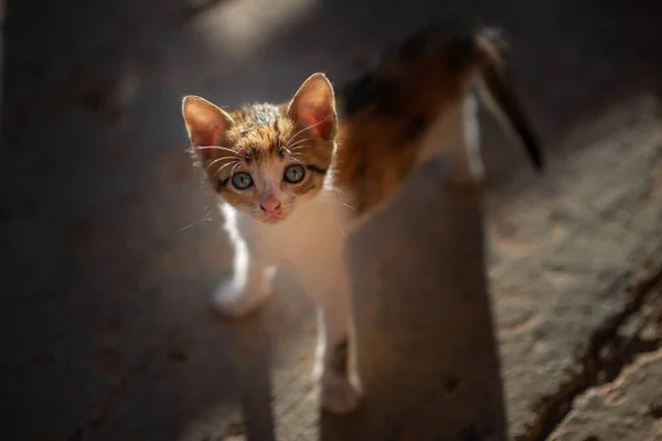 보이는 귀여운 고양이의 — 스톡 사진
