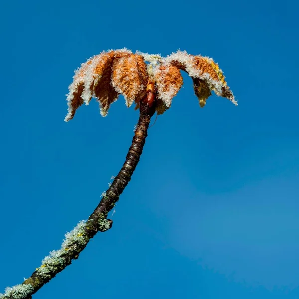 青い空に対して冷凍栗の葉のクローズアップショット — ストック写真