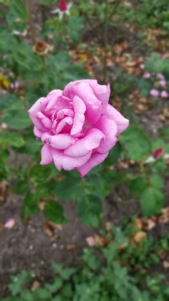 Вертикальний Знімок Рожевої Троянди Саду — стокове фото