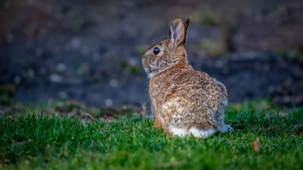 Closeup Shot Cute Rabbit Grass — Stock Photo, Image