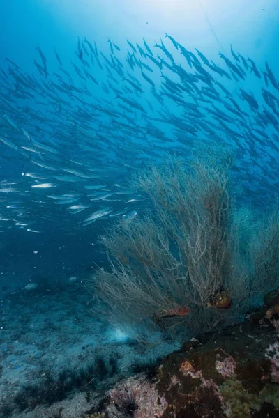 Vertikální Záběr Obrovské Skupiny Barakudských Ryb Plavajících Hlubokém Modrém Moři — Stock fotografie