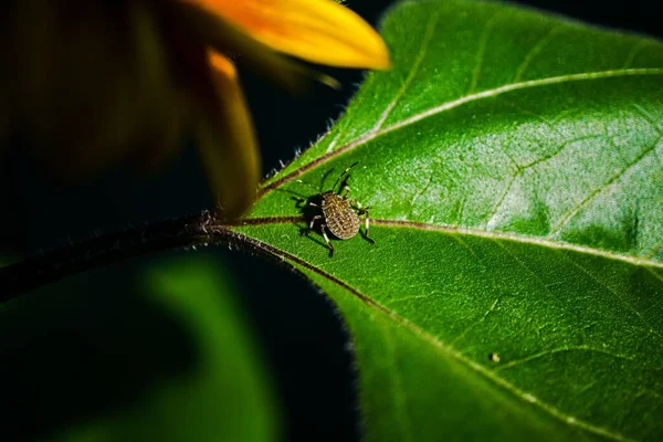 绿叶上的昆虫 — 图库照片