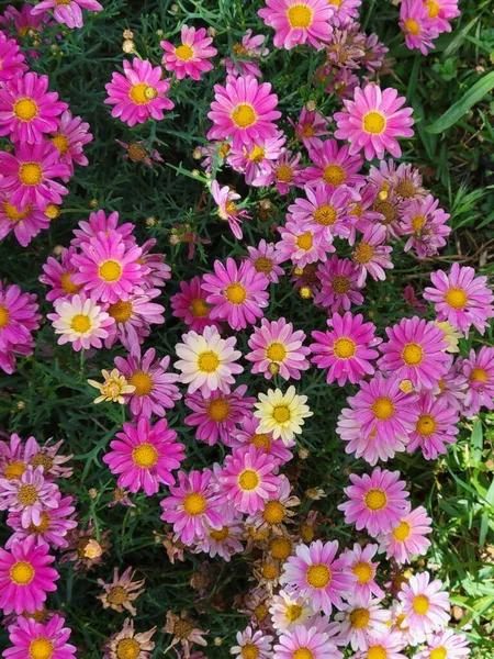 Vertical Closeup Bloomed White Pink Marguerite Daisies Argyranthemum Frutescens Field — Stock Photo, Image