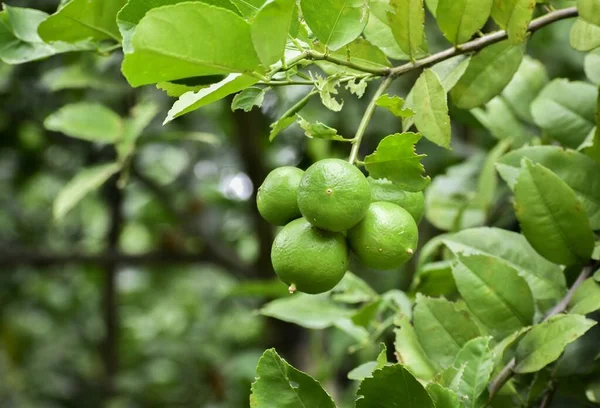 Sebuah Foto Closeup Dari Lemon Hijau Tumbuh Taman — Stok Foto