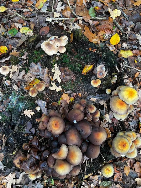 Górny Widok Grzybów Uprawianych Lesie Sezonie Jesiennym — Zdjęcie stockowe