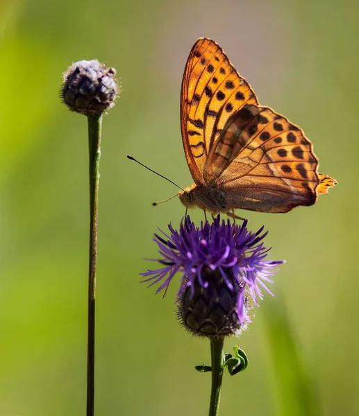 背景にぼやけている庭で アザミの銀洗浄のフリル蝶の垂直クローズアップショット — ストック写真