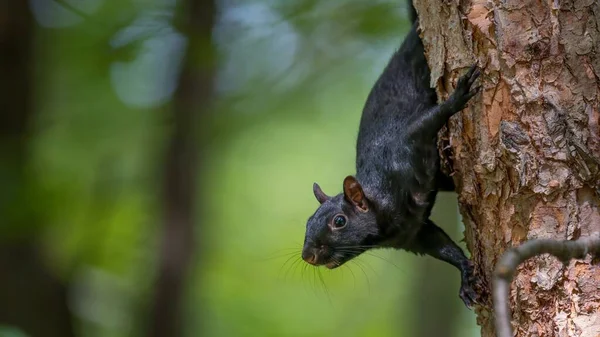 stock image A closeup shot of an adorable and cute squirrel on the tree