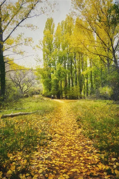 Μια Κάθετη Λήψη Ενός Μονοπατιού Κίτρινα Πεσμένα Φύλλα Πλούσιο Φθινοπωρινό — Φωτογραφία Αρχείου