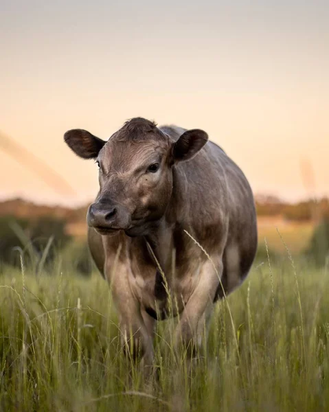Vaca Marrom Pôr Sol Grama Verde Longa — Fotografia de Stock