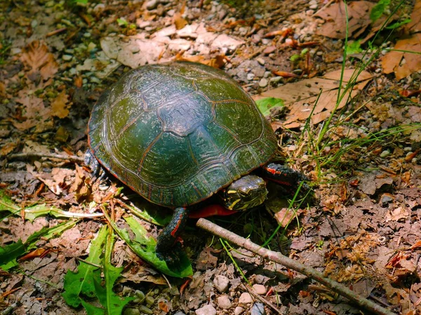 Closeup Shot European Pond Turtle Emys Orbicularis Slowly Walking Forest — Stock Photo, Image