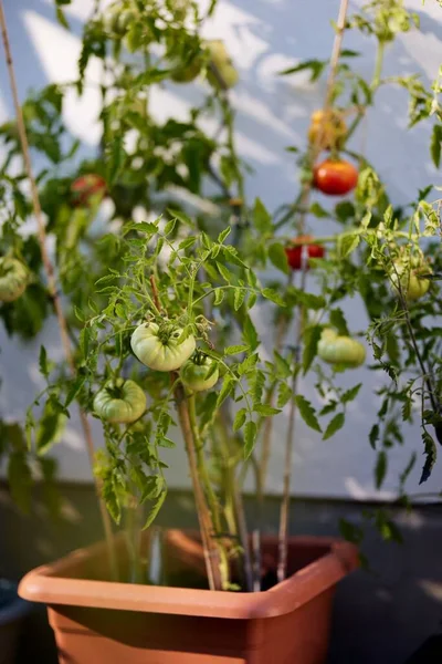 ドイツのバイエルン州ムースの庭で自家製トマトの垂直ショット — ストック写真