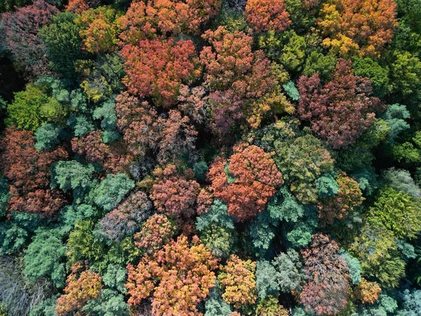 Aerial Top View Forest Autumn Season Utrechtse Heuvelrug Netherlands — ストック写真