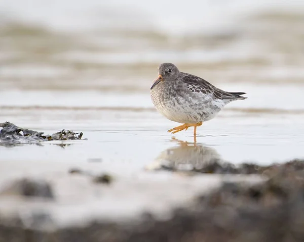 岩の多い湖で食べ物を探している海の砂のパイパー鳥のクローズアップショット — ストック写真