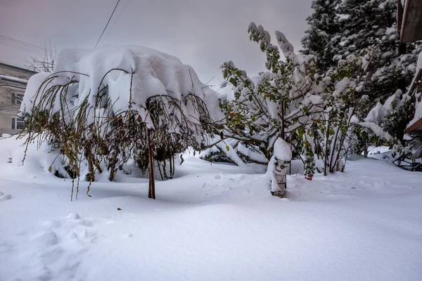Close Arbustos Plantas Cobertas Com Neve Branca Fofa Quintal Inverno — Fotografia de Stock
