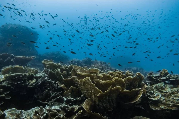 Una Vista Los Peces Rodeados Por Arrecife Coral Suave Duro —  Fotos de Stock