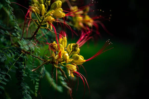 Foco Raso Amarelo Pássaro Paraíso Arbusto Erythrostemon Gilliesii Com Fundo — Fotografia de Stock