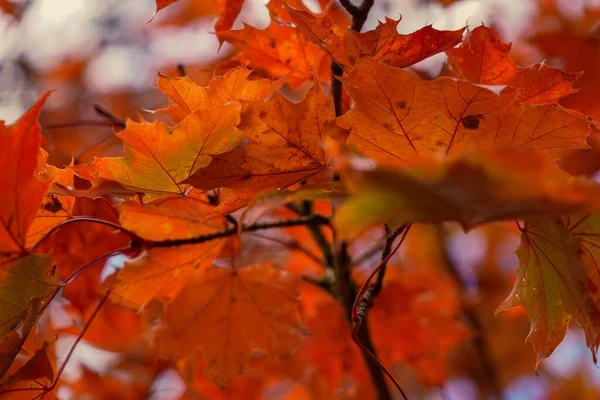 Крупним Планом Жовті Кленові Листя Ростуть Гілці Дерева Восени — стокове фото