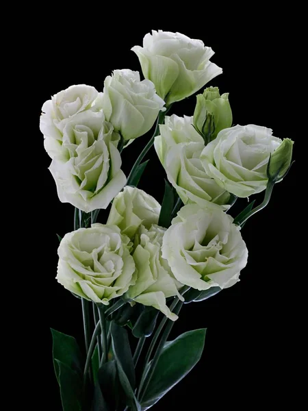 Вертикальный Снимок Букета Белой Розы Зелеными Листьями Выделенными Темном Фоне — стоковое фото