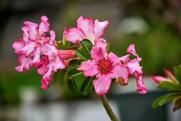 Primer Plano Flores Adenium Rosa Flor Jardín —  Fotos de Stock