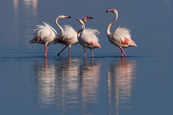 Closeup Group Flamingos Standing Tranquil Lake Sunny Day — Stock Photo, Image