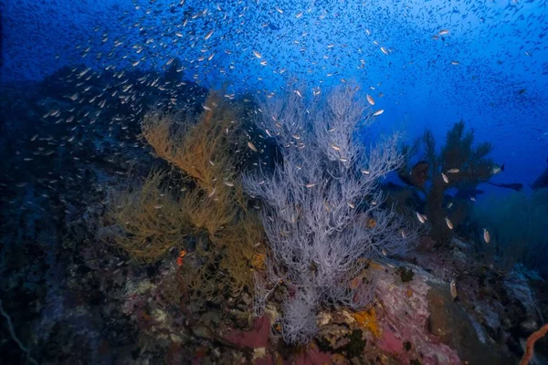 Uma Vista Peixes Cercados Por Recifes Coral Macios Duros Durante — Fotografia de Stock