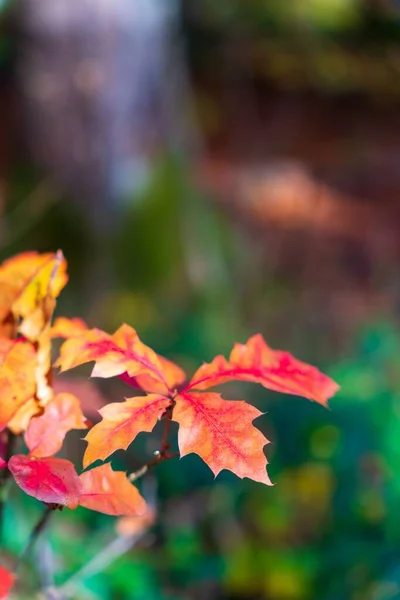 背景がぼやけた森の中の植物の赤い葉の垂直ショット — ストック写真