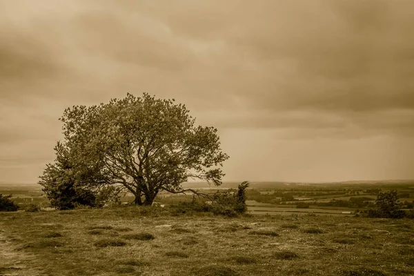 Μια Όμορφη Θέα Ενός Μόνο Δέντρου Στο Λιβάδι — Φωτογραφία Αρχείου
