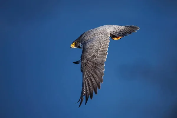 Closeup Peregrine Falcon Flight Falco Peregrinus — Stock Photo, Image