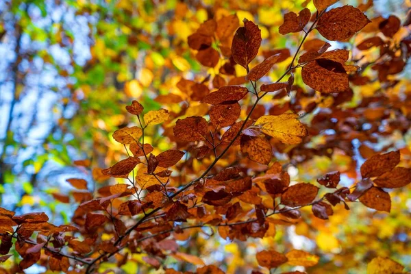 Een Schilderachtig Uitzicht Kleurrijke Herfstbladeren Takken Een Bos Bij Daglicht — Stockfoto