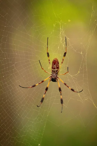 Вертикальний Знімок Барвистого Павука Павутині Розмитим Тлом — стокове фото