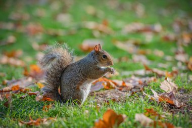 Gri sincabın (Sciuridae) gün içinde kurumuş yapraklarla yeşil çimlerin üzerinde yakın plan çekimi.