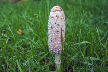 Çimlerin üzerinde Shaggy Mantar Mantarı, yakın çekim