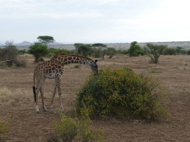 Serengeti Ulusal Parkı, Tanzanya, Afrika 'daki bir akasya ağacının yanında güzel bir Maasai zürafası (zürafa tippelskirchi) fotoğrafı.