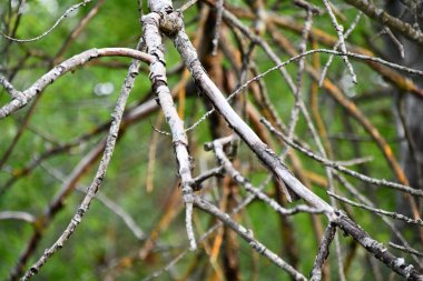 Ağaç dallarına yakın çekim