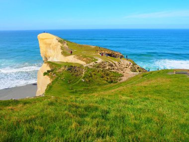 Yeni Zelanda, Dunedin 'deki çimenli uçurum ve kıyıların doğal görüntüsü
