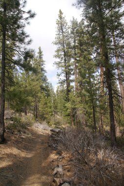 Gündüz vakti gökyüzünün altındaki yüksek yeşil ağaçlarla çevrili ormanda dar bir patikanın dikey görüntüsü.