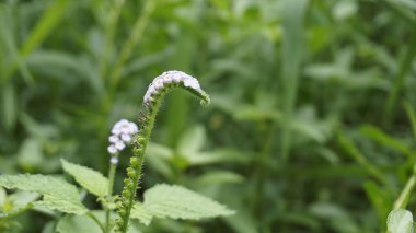 Beyaz Hint heliotrope 'unun yemyeşil bahçedeki seçici odak noktası.