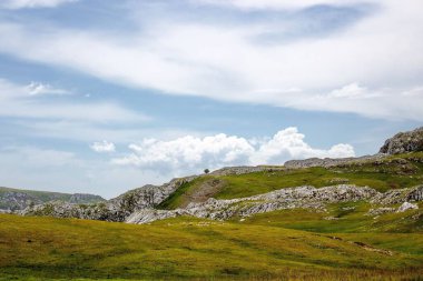 Visocica dağlarında gün boyunca bulutlu bir gökyüzüne karşı yalnız bir ağaç.