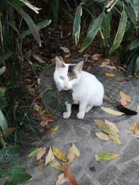 Siyah kuyruklu beyaz bir kedinin dikey görüntüsü. Etrafı yapraklarla ve bitkilerle çevrili.