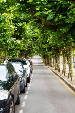 Gün ışığında yemyeşil ağaçlarla çevrili uzun ve yoğun bir yolun dikey görüntüsü.