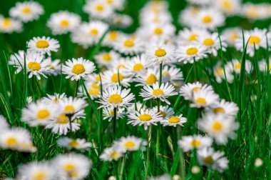 Yeşil çimlerle çevrili çayırdaki papatya çiçeklerine yakın çekim.