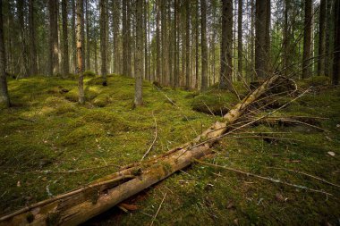 Ormandaki ağacın devrilmiş kökünün görüntüsü.