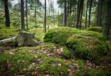 Ormanın ortasında kesilmiş bir ağaç kökü.